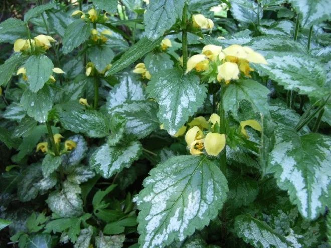 Lamiastrum gal. 'Florentinum'