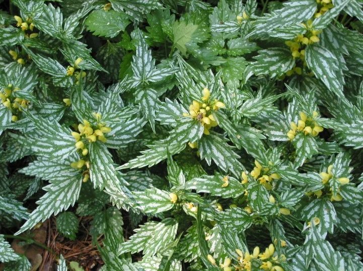Lamiastrum gal. 'Herman's Pride'