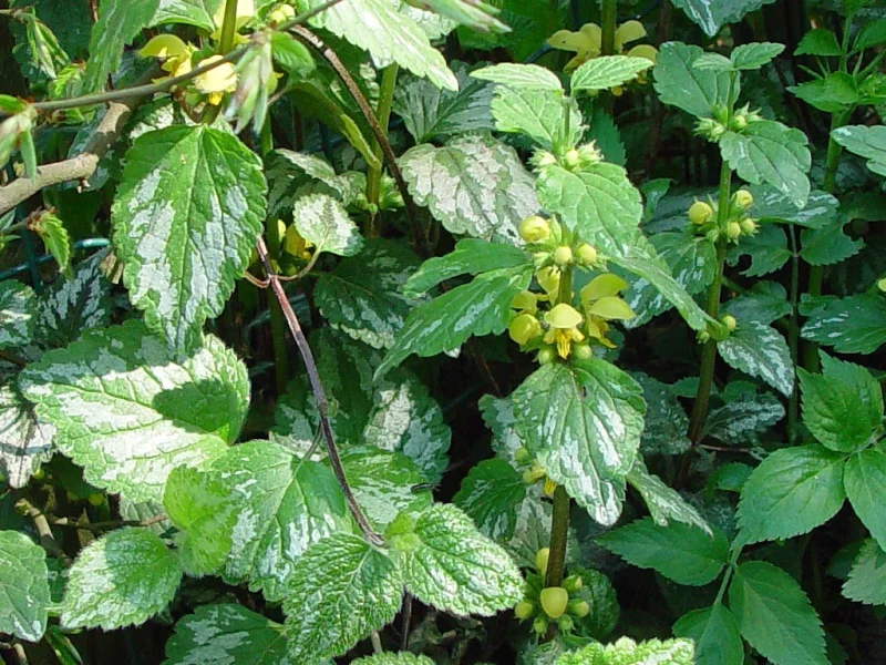 Lamiastrum galeobdolon