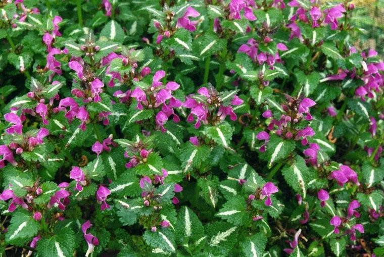 Lamium mac. 'Roseum'