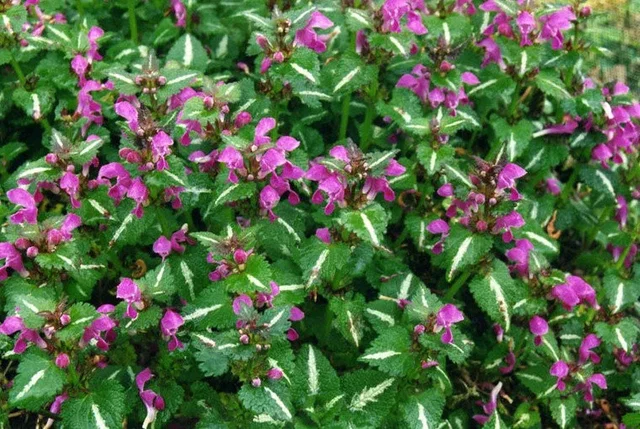 Lamium mac. 'Roseum'