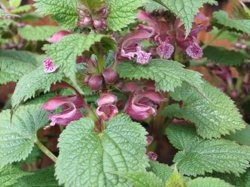 Lamium orvala