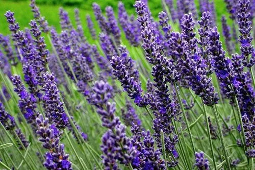 Lavandula angustifolia 'Dwarf Blue'