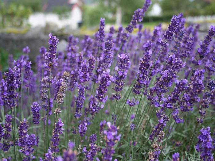 Lavandula angustifolia 'Hidcote'