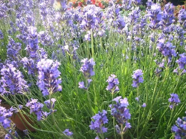 Lavandula angustifolia 'Munstead'