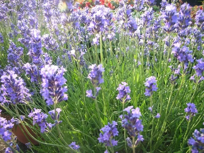 Lavandula angustifolia 'Munstead'