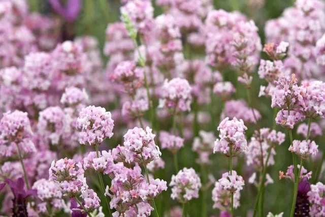 Lavandula angustifolia 'Rosea'