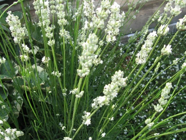 Lavandula angustifolia 'Alba'