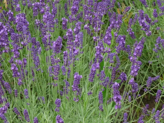 Lavandula intermedia 'Dutch'