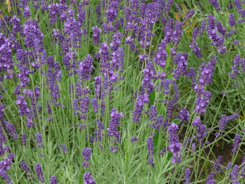Lavandula intermedia 'Dutch'