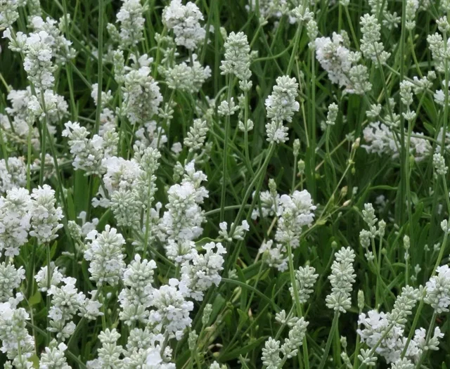 Lavandula angustifolia 'Edelweiss'