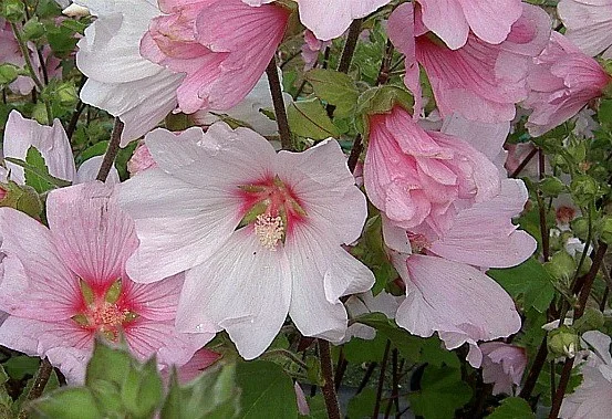 Lavatera 'Barnsley'