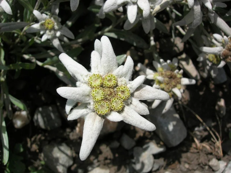 Leontopodium alpinum