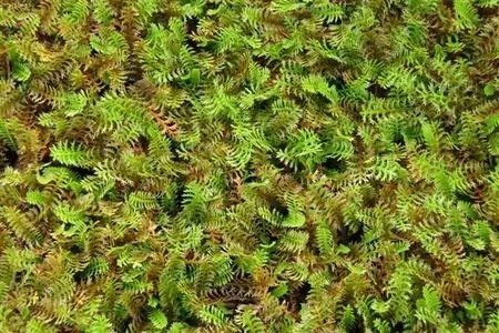 Leptinella potentillina