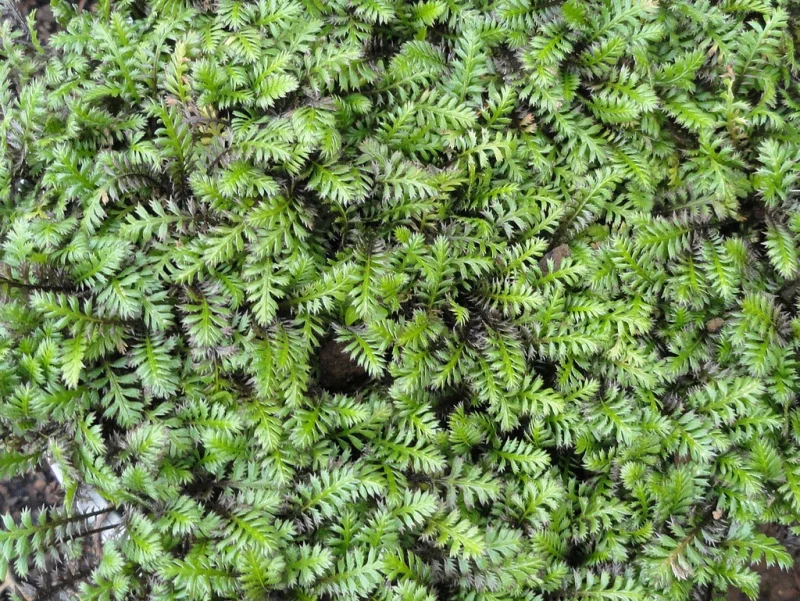Leptinella squalida