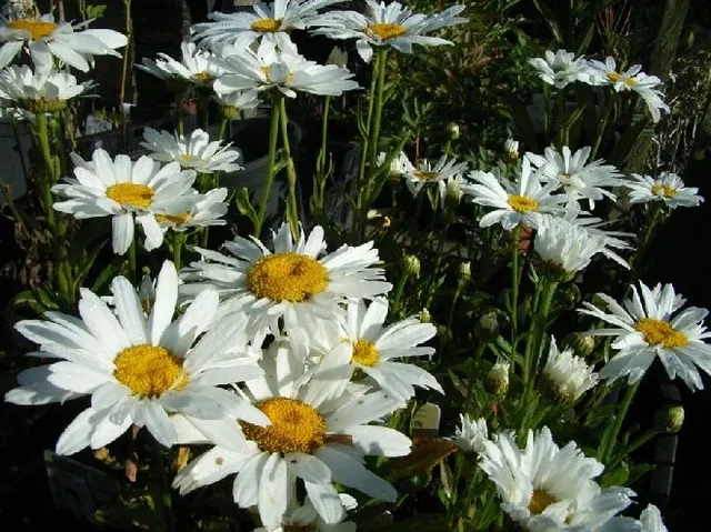 Leucanthemum (S) 'Silberprinzessche