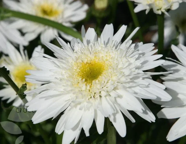 Leucanthemum (S) 'Wirral Supreme'
