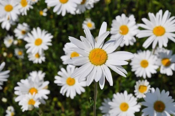 Leucanthemum vulgare 'Maikönigin'