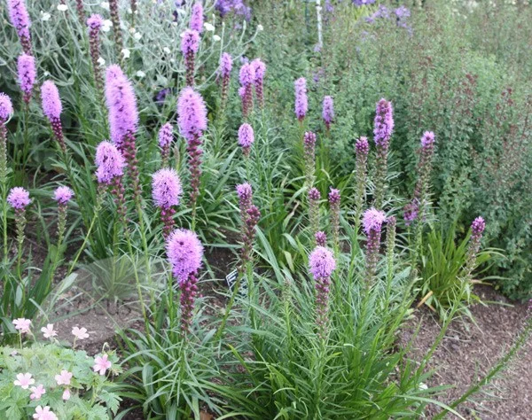 Liatris spicata 'Kobold'