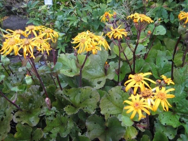 Ligularia dentata 'Desdemona'
