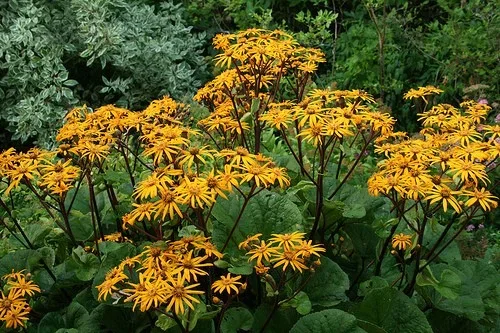 Ligularia dentata 'Othello'