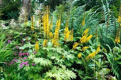 Ligularia przewalskii
