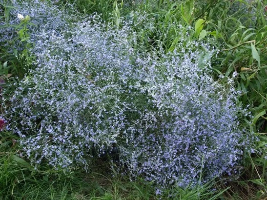 Limonium latifolium