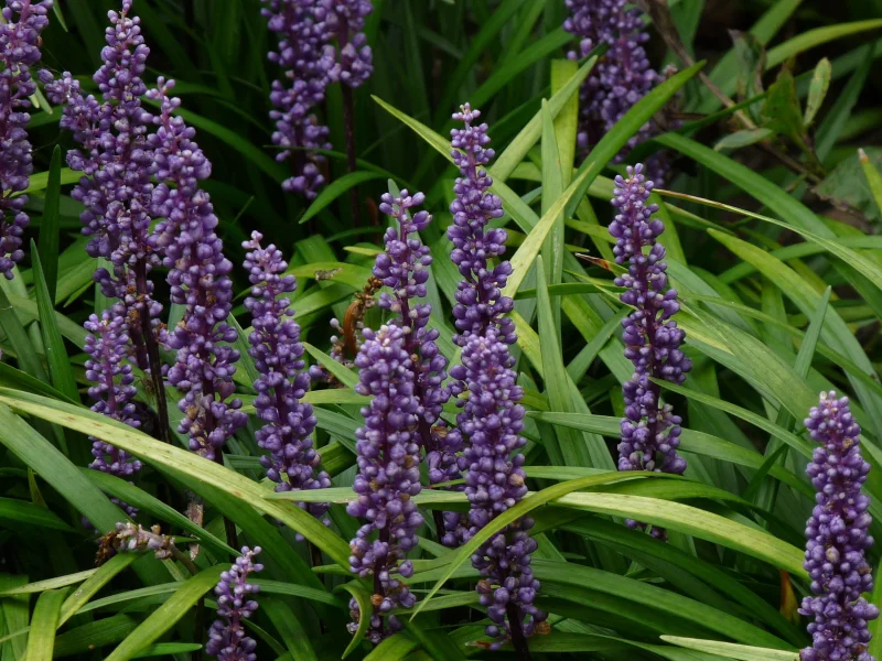 Liriope muscari 'Big Blue'