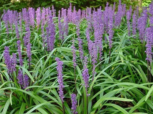 Liriope muscari 'Ingwersen'-1