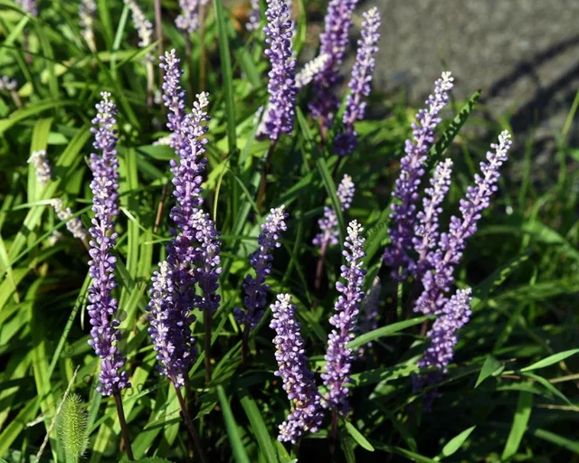 Liriope muscari 'Ingwersen' (Lilientraube)