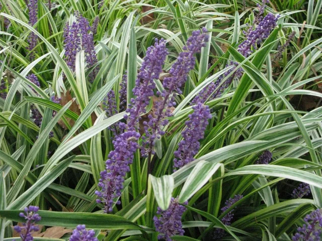Liriope muscari 'Variegata'