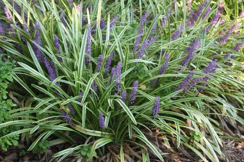 Liriope muscari 'Variegata'-2