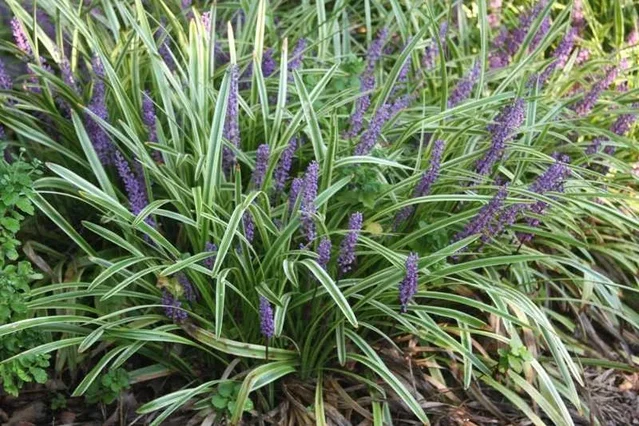 Liriope muscari 'Variegata'