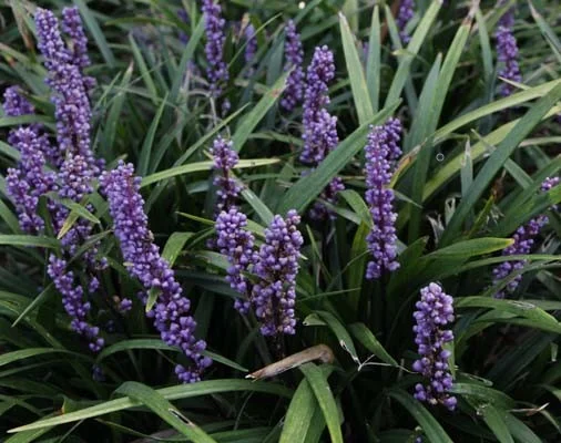 Liriope muscari