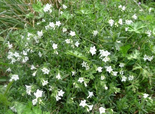 Lithodora diffusa 'Alba'