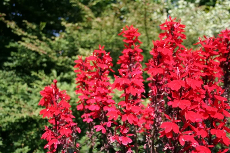 Lobelia 'Queen Victoria'