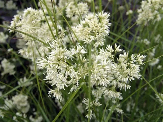 Luzula nivea