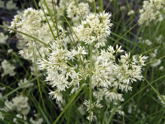 Luzula nivea