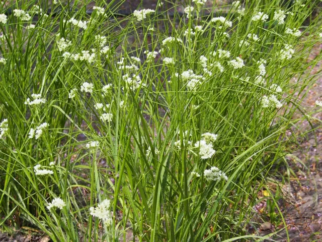 Luzula nivea