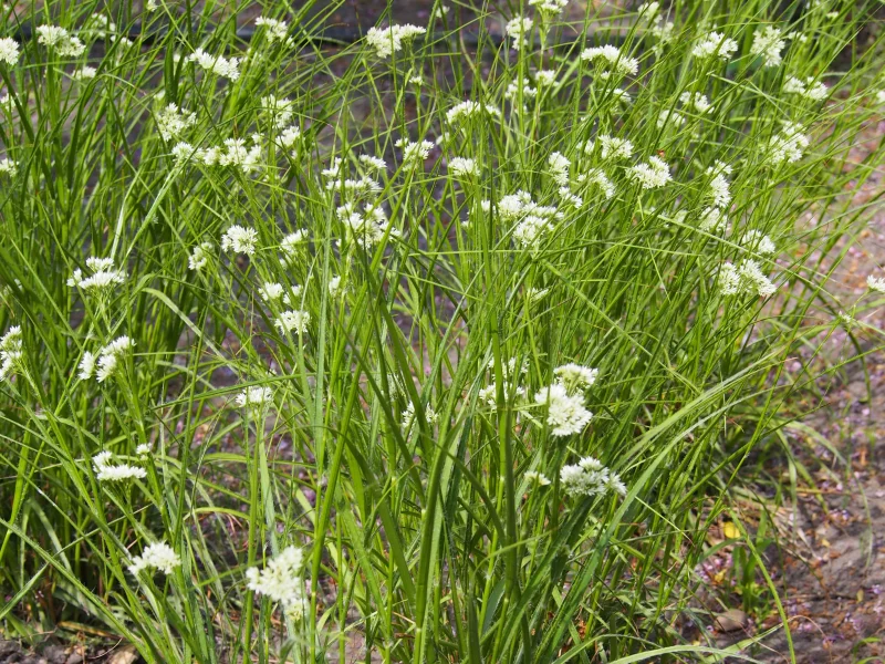 Luzula nivea