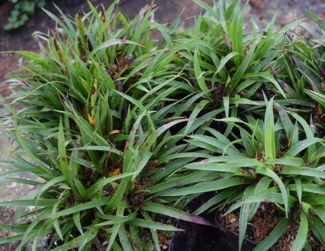 Luzula pilosa