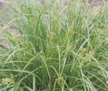 Luzula pilosa