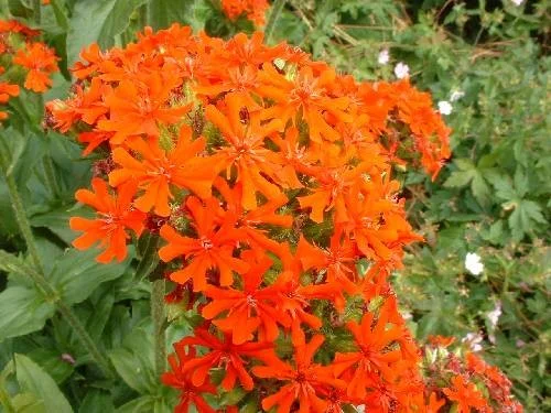 Lychnis arkwrightii 'Vesuvius'