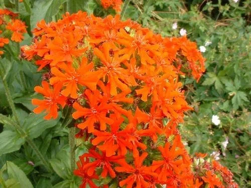Lychnis arkwrightii 'Vesuvius'