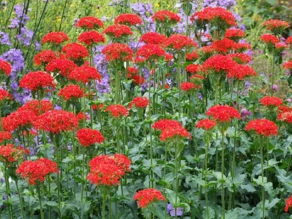 Lychnis chalcedonica