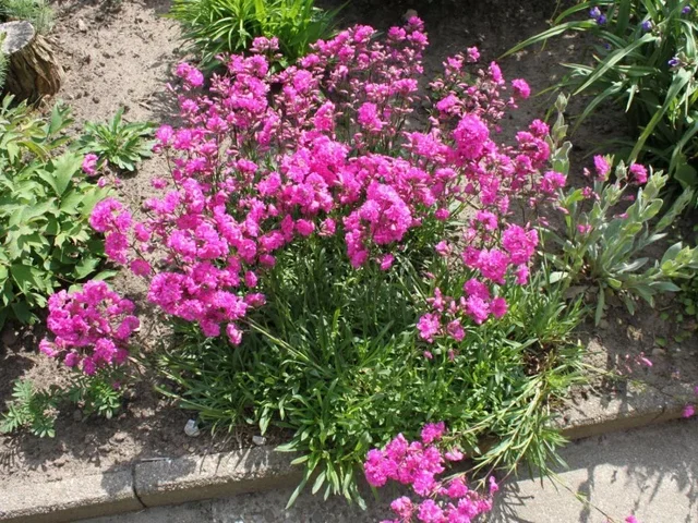Lychnis viscaria 'Splendens'