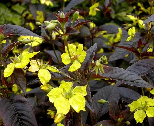 Lysimachia ciliata 'Firecracker'