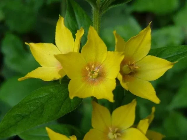 Lysimachia punctata