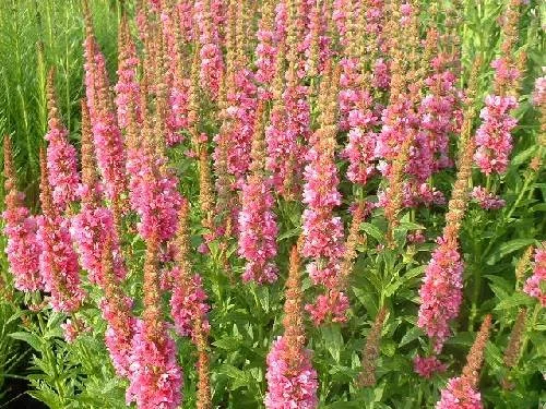 Lythrum salicaria 'Robert'