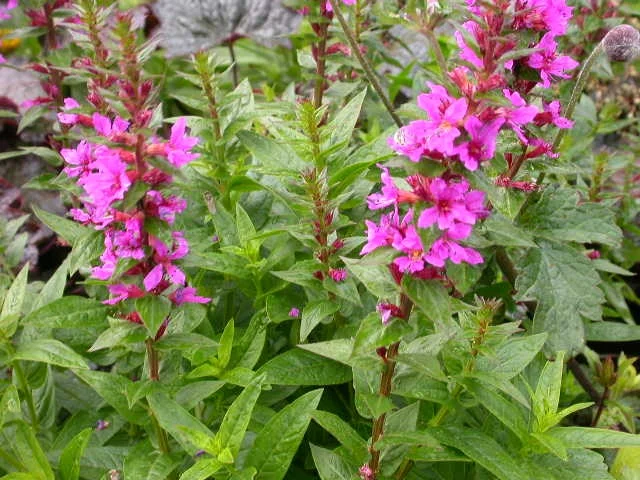 Lythrum salicaria 'Rosy Gem'